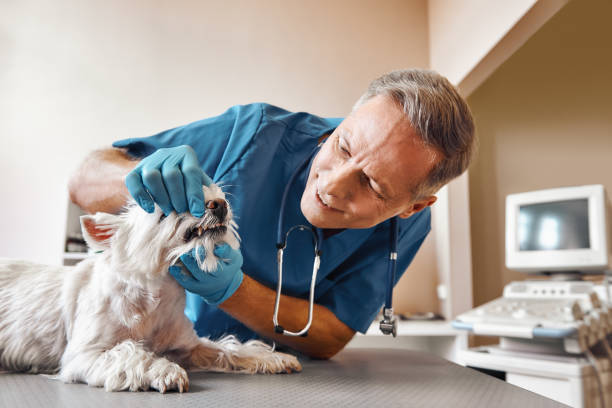 Trusted AR Emergency Dental Service Experts